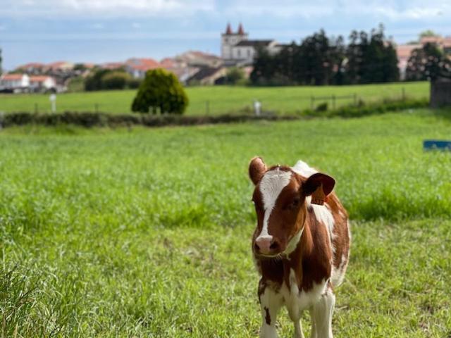 Quinta Do Avo Dimas - Rural Home - Sao Bras Porto Formoso Εξωτερικό φωτογραφία