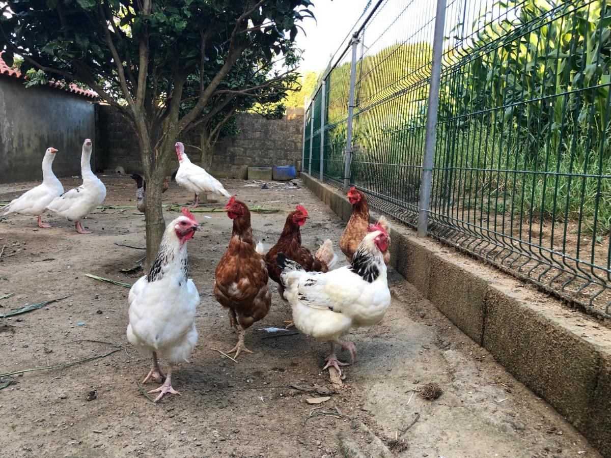 Quinta Do Avo Dimas - Rural Home - Sao Bras Porto Formoso Εξωτερικό φωτογραφία